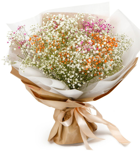 שגעון גיפסניות שגעון גיפסניות